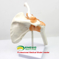 JOINT07 (12354) Medical Anatomy Hospital Use Professional Medical Anatomical Shoulder Models